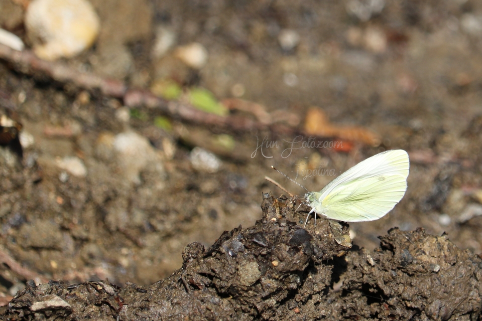 Pieris napi - repcelepke