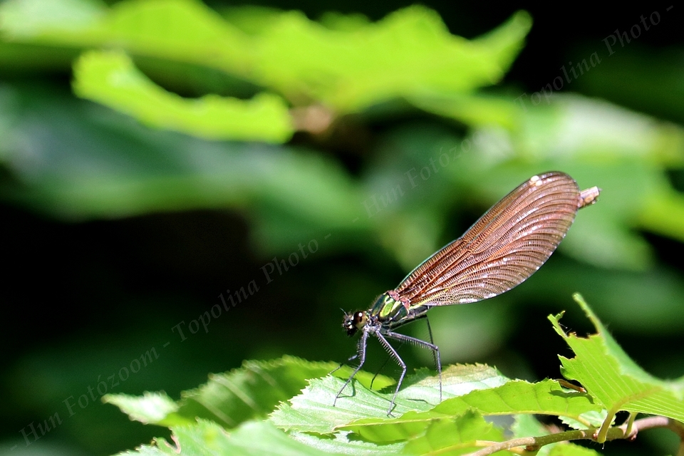 Calopteryx virgo - kisasszony-szitakötő