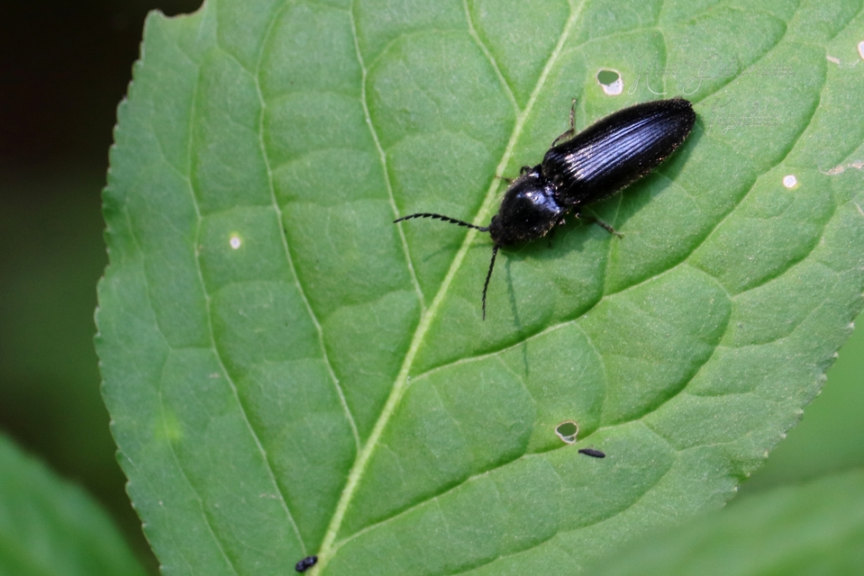 Hemicrepidius hirtus - borzas pattanó