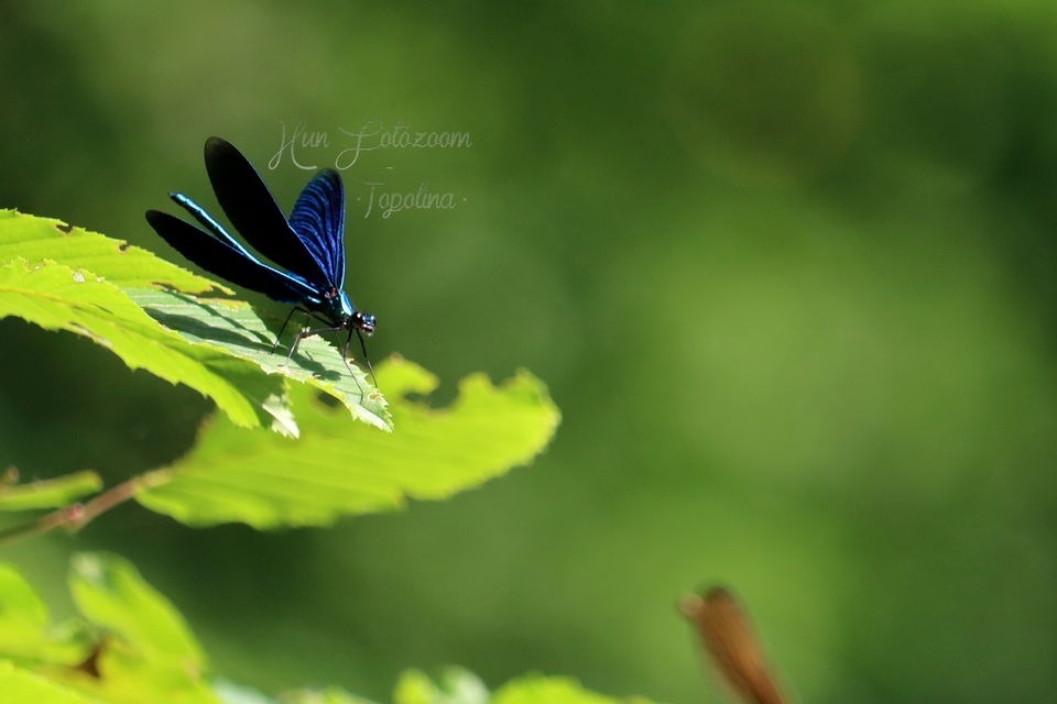 Calopteryx virgo - kisasszony-szitakötő