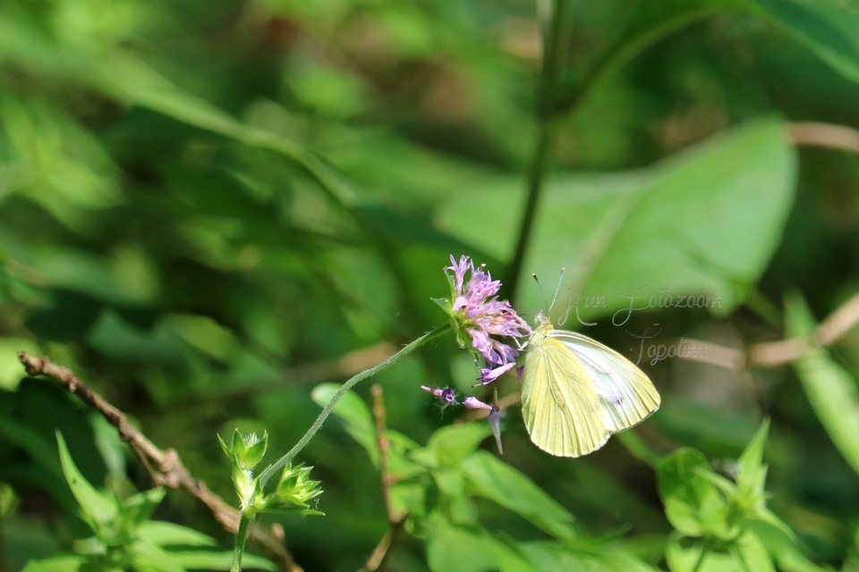 Pieris napi - repcelepke