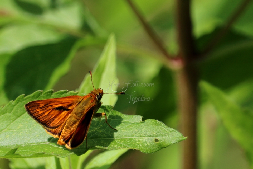 Ochlodes sylvanus - erdei busalepke