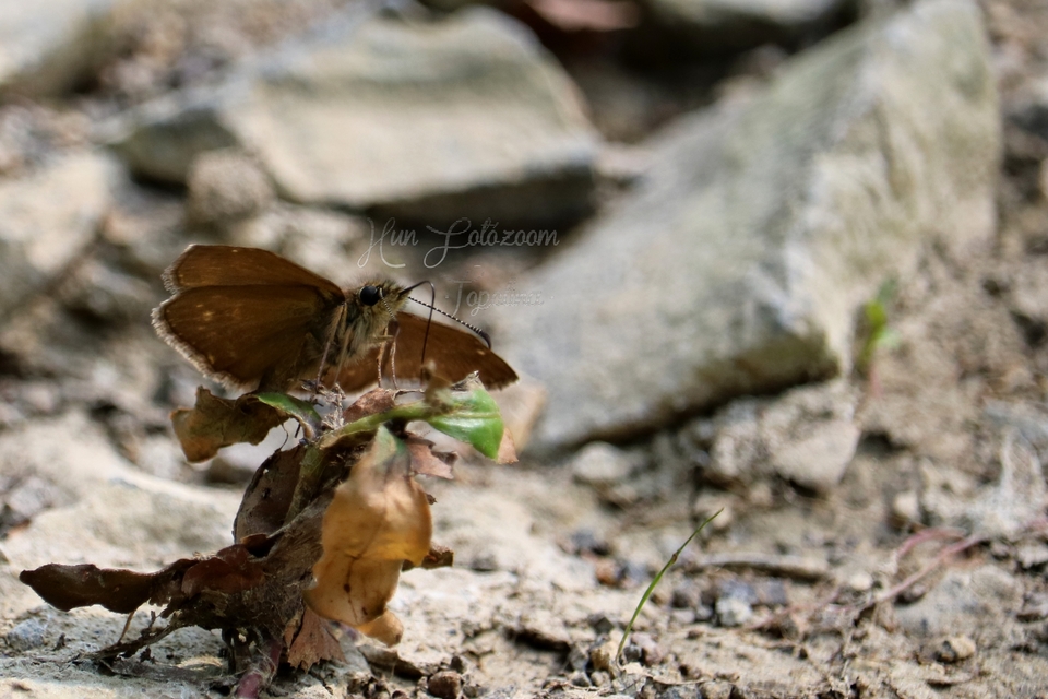 Erynnis tages - cigánylepke