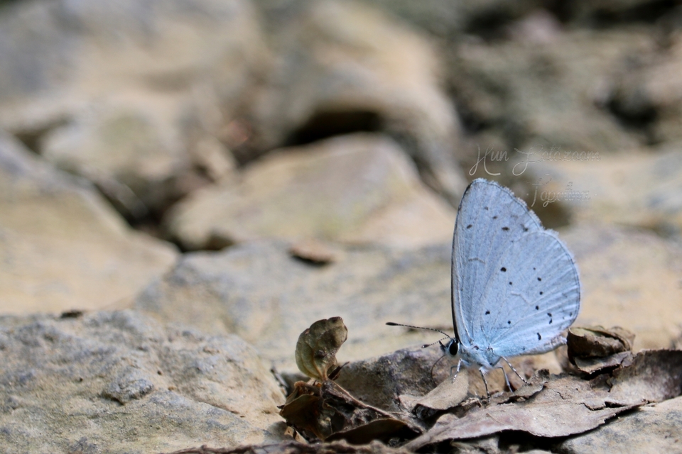 Celastrina argiolus - bengeboglárka