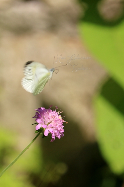 Pieris napi - repcelepke