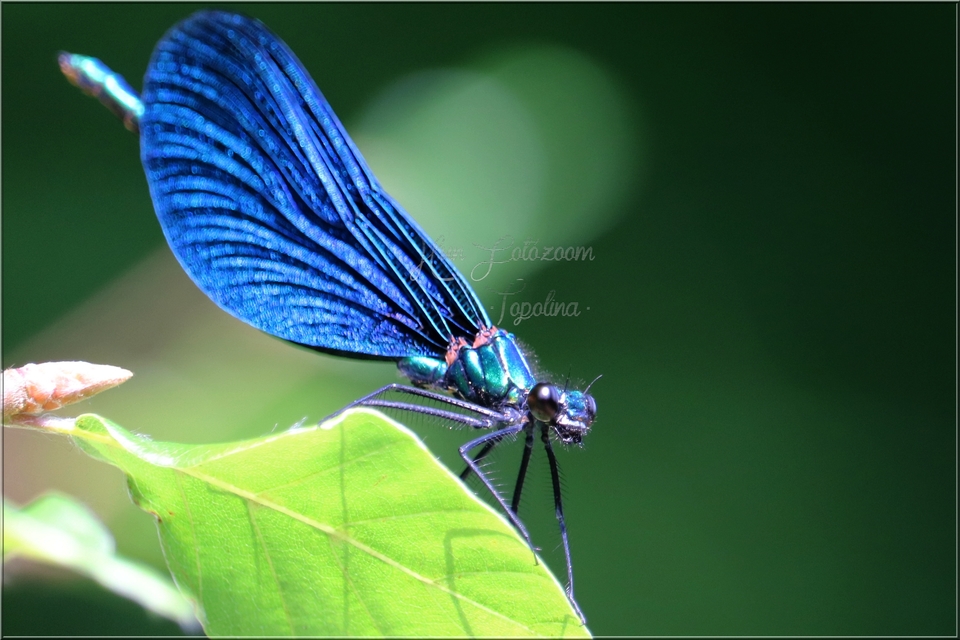 Calopteryx virgo - kisasszony-szitakötő