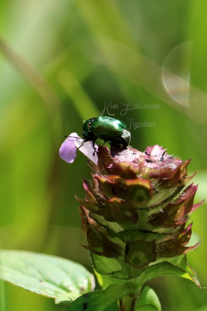 Cryptocephalus