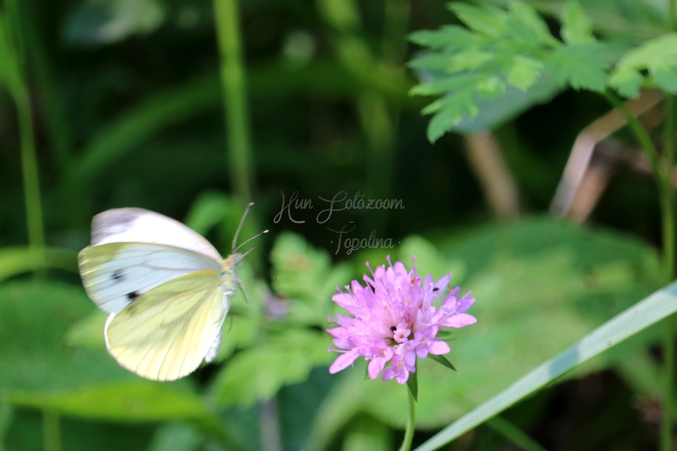 Pieris napi - repcelepke