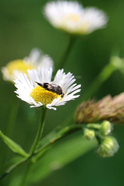 Mordellidae - marókafélék