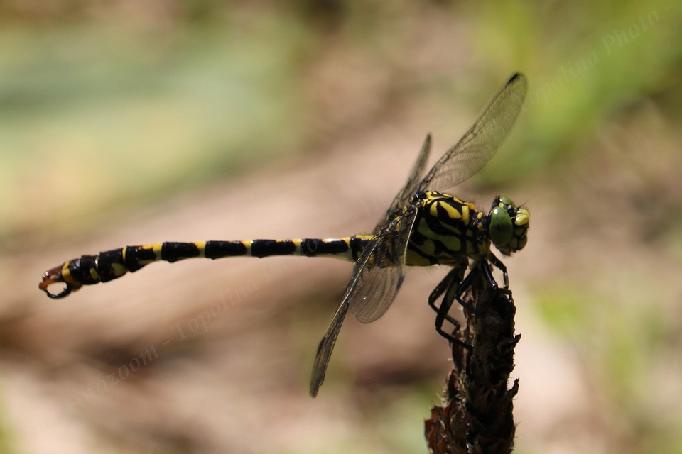 Onychogomphus forcipatus - gyűrűs folyami-szitakötő