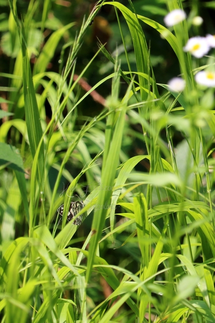 Melanargia galathea - sakktáblalepke