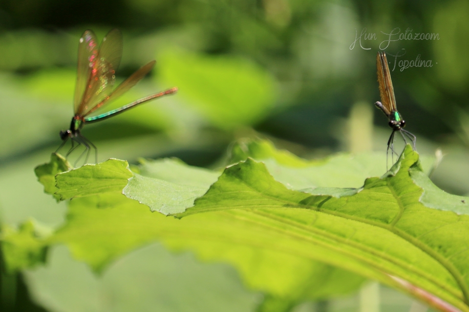 Calopteryx virgo - kisasszony-szitakötő