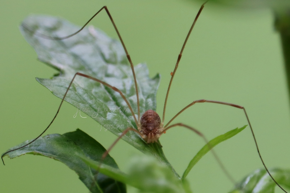 Opilio