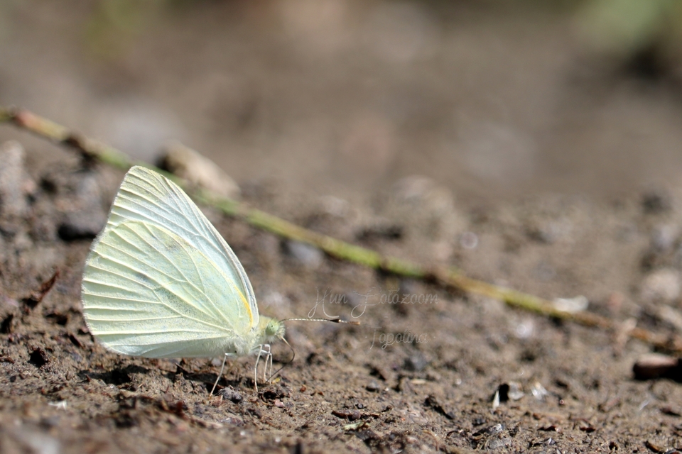 Pieris napi - repcelepke