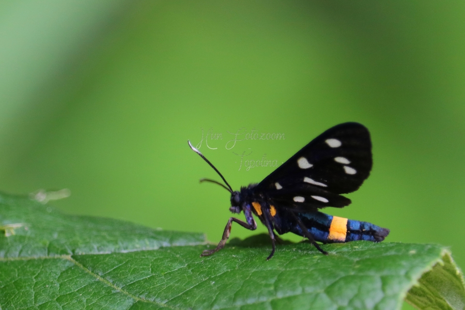 Amata phegea - fehérpettyes álcsüngőlepke