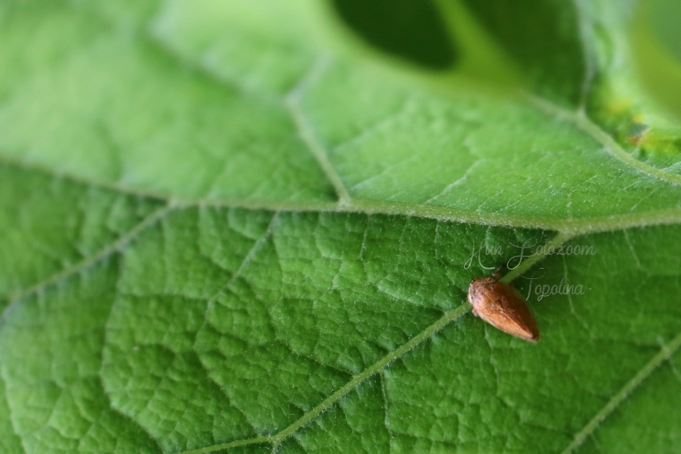Aphrophoridae