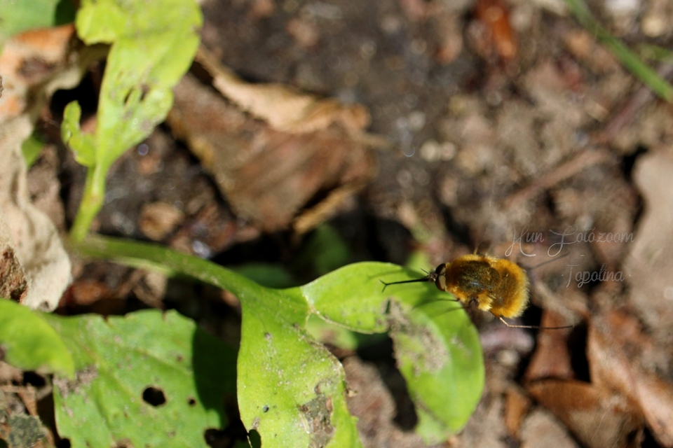 Bombyliidae - pöszörlégyfélék