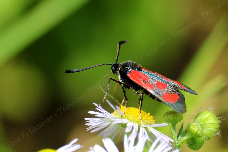 Zygaena loti - közönséges csüngőlepke