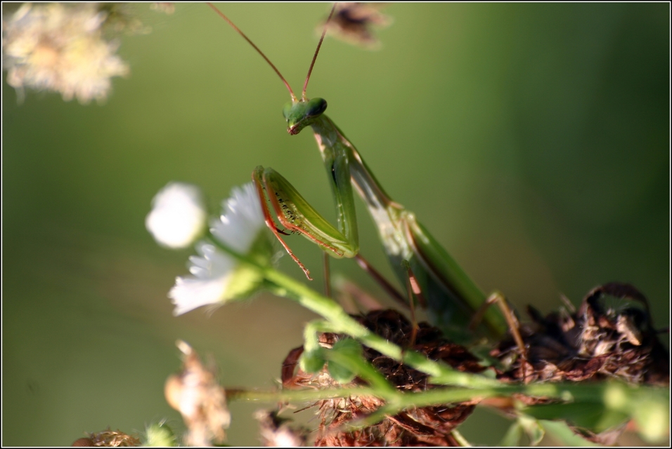Mantis religiosa - imádkozósáska