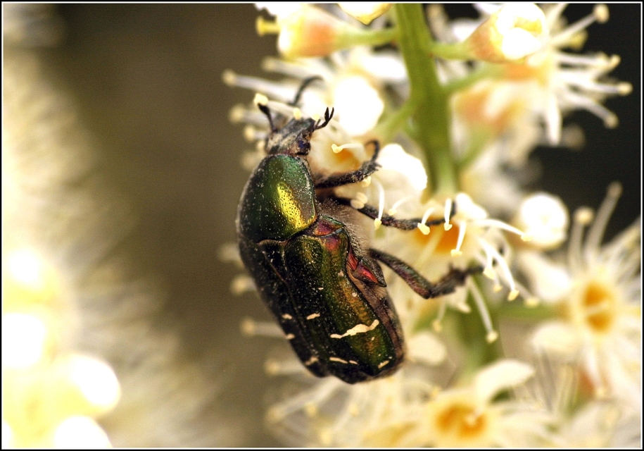 Cetonia aurata - aranyos virágbogár