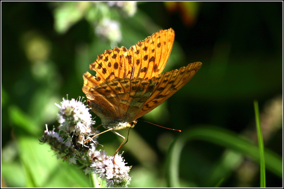 Argynnis paphia - nagy gyöngyházlepke