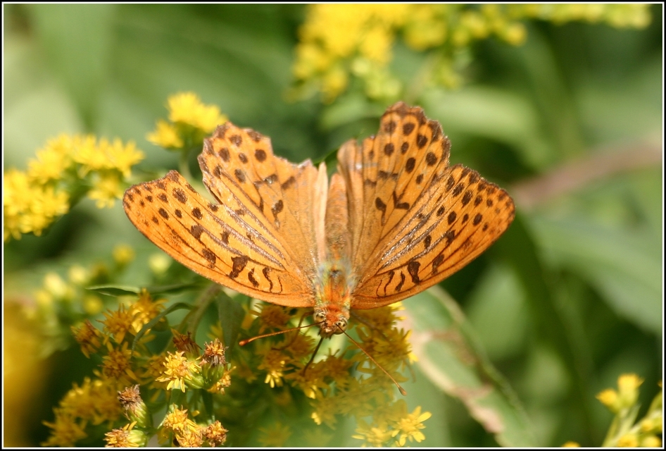 Argynnis paphia - nagy gyöngyházlepke