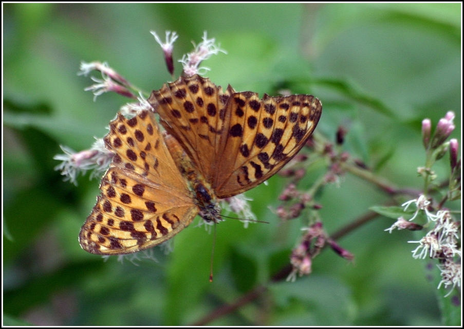 Argynnis paphia - nagy gyöngyházlepke