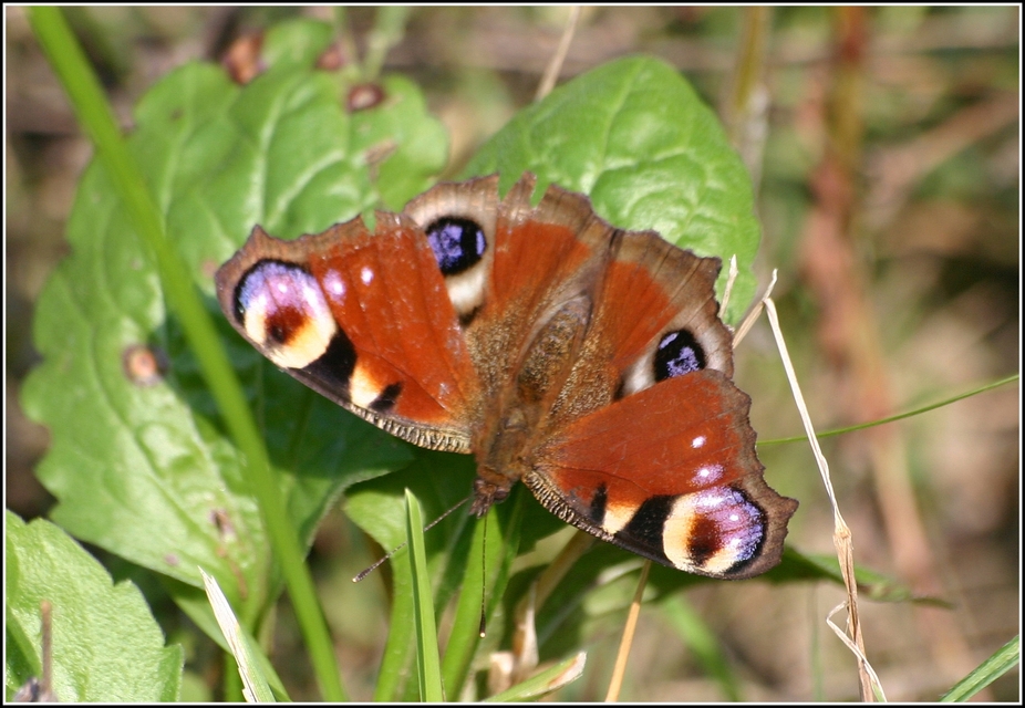 Nymphalis io - nappali pávaszem