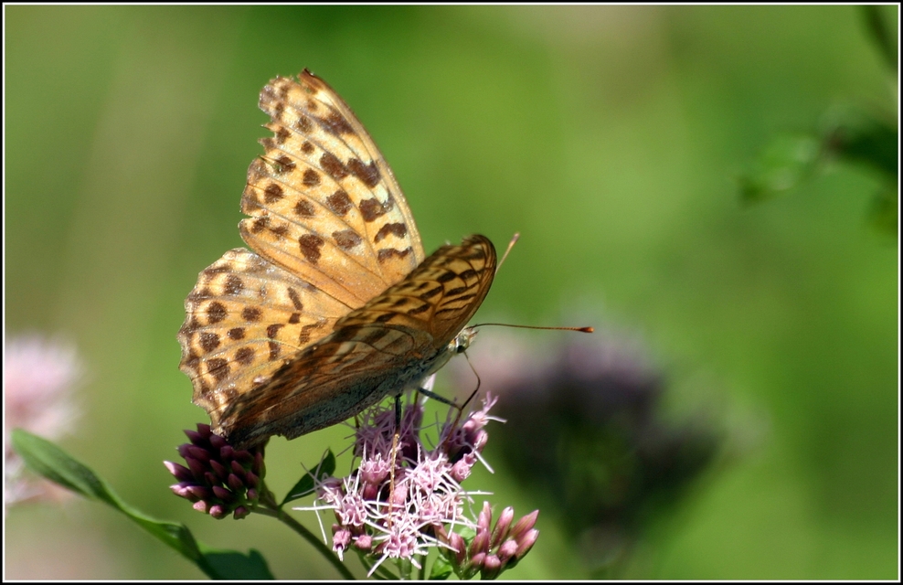 Argynnis paphia - nagy gyöngyházlepke