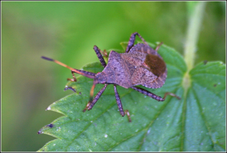 Coreus marginatus - közönséges karimáspoloska