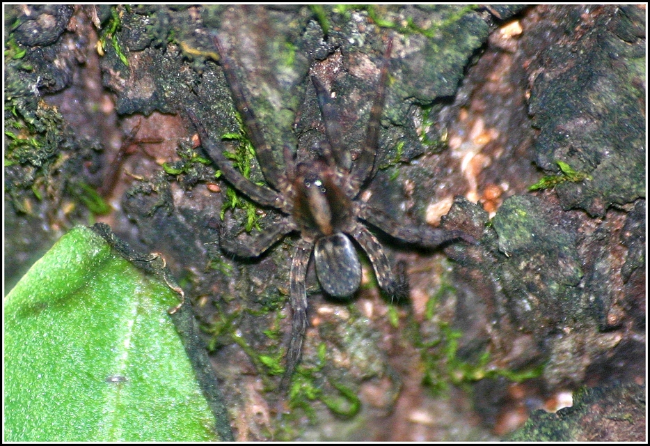 Trochosa
