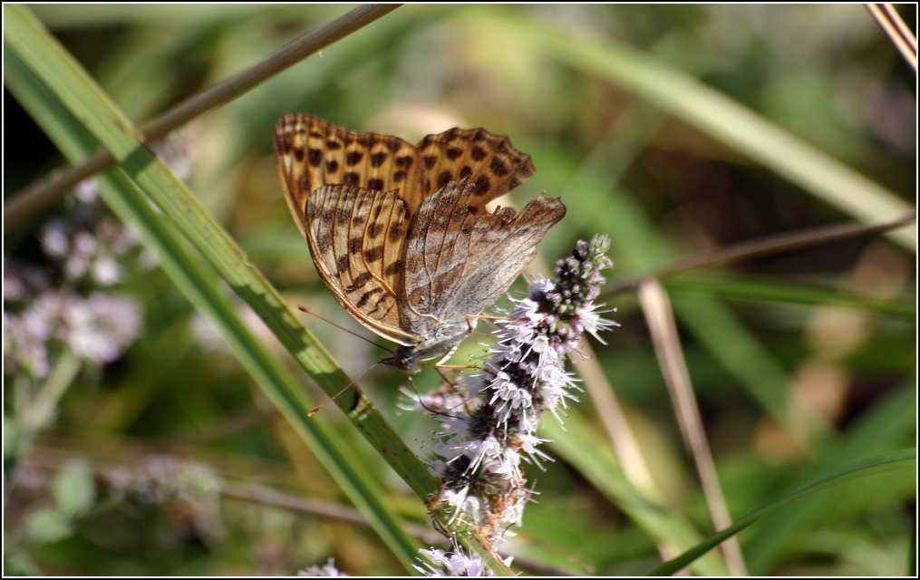 Argynnis paphia - nagy gyöngyházlepke