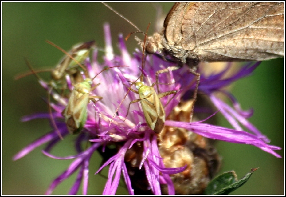 Adelphocoris lineolatus - lucernapoloska