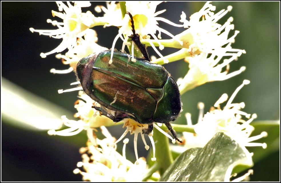Cetonia aurata - aranyos virágbogár