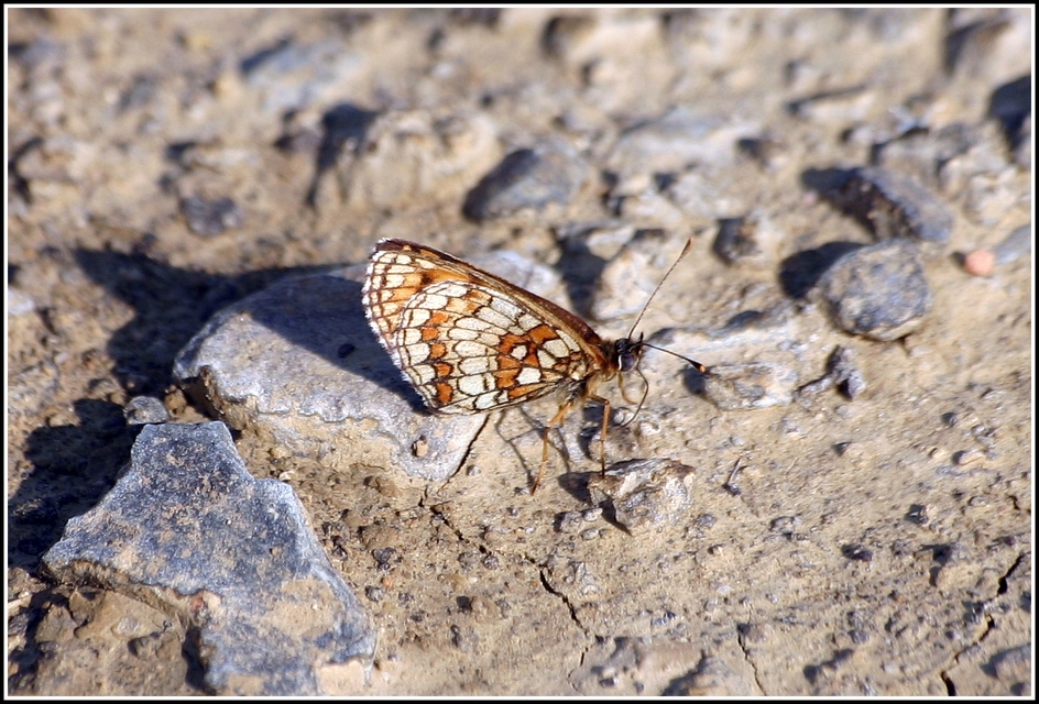 Melitaea athalia - közönséges tarkalepke