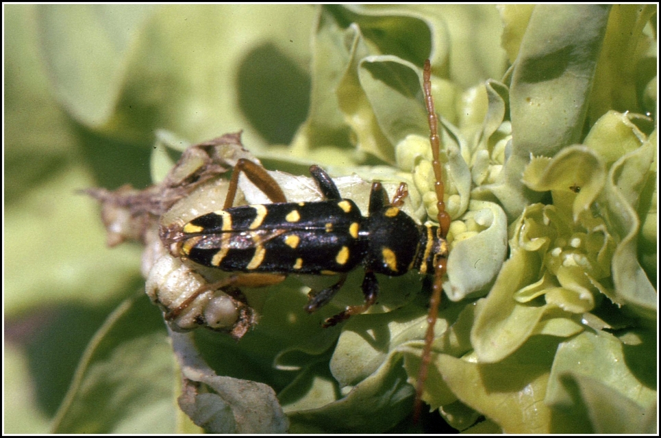 Plagionotus arcuatus - bársonyos darázscincér
