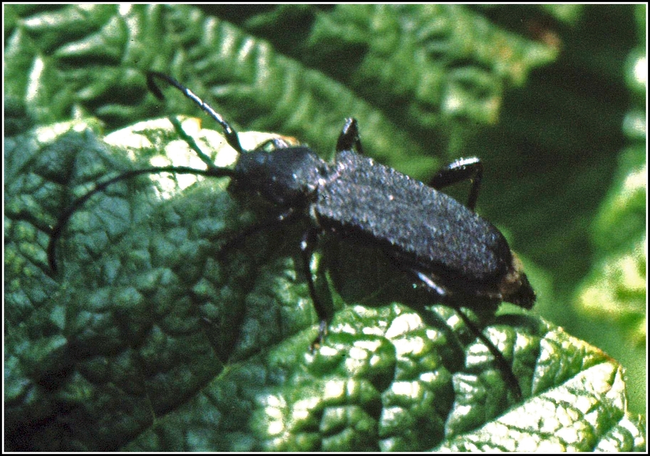 Ropalopus macropus - kis facincér Ropalopus macropus - kis facincér