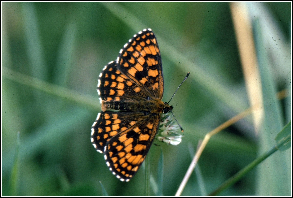 Melitaea athalia - közönséges tarkalepke