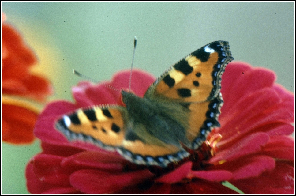 Nymphalis urticae - kis rókalepke