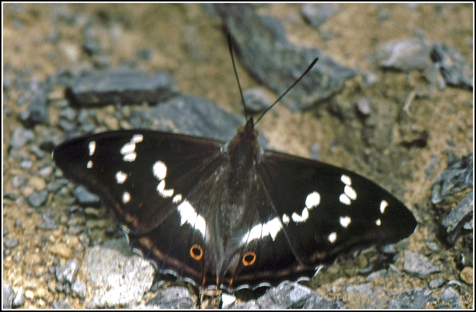 Apatura iris - nagy színjátszólepke