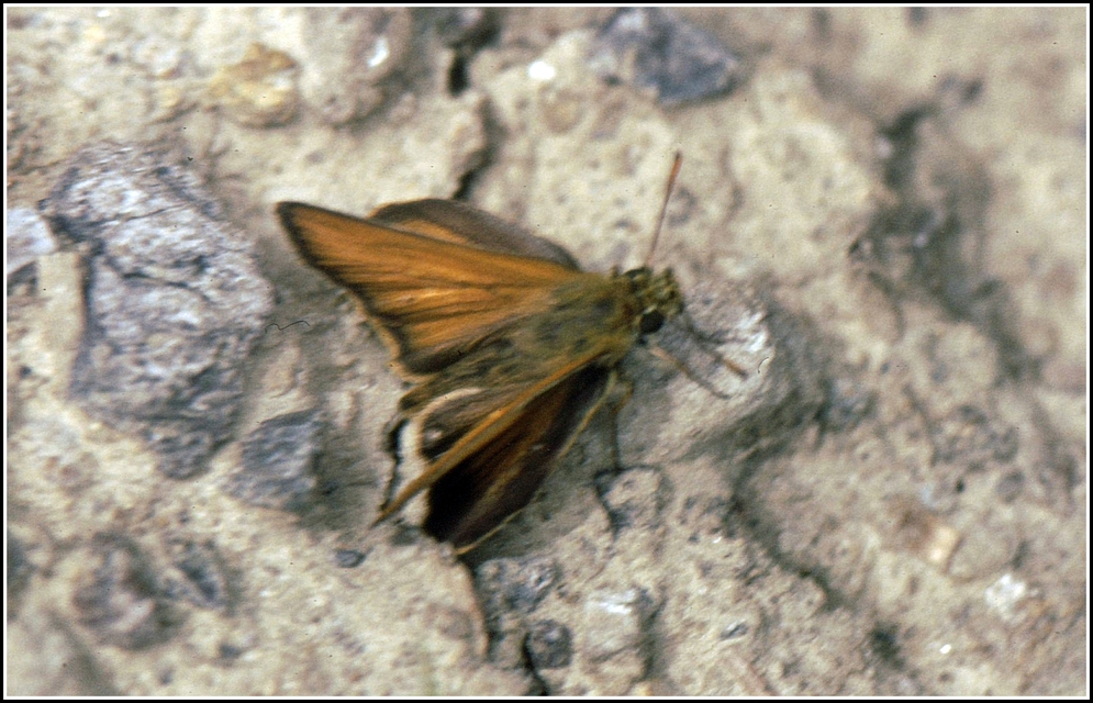 Thymelicus sylvestris - barna busalepke