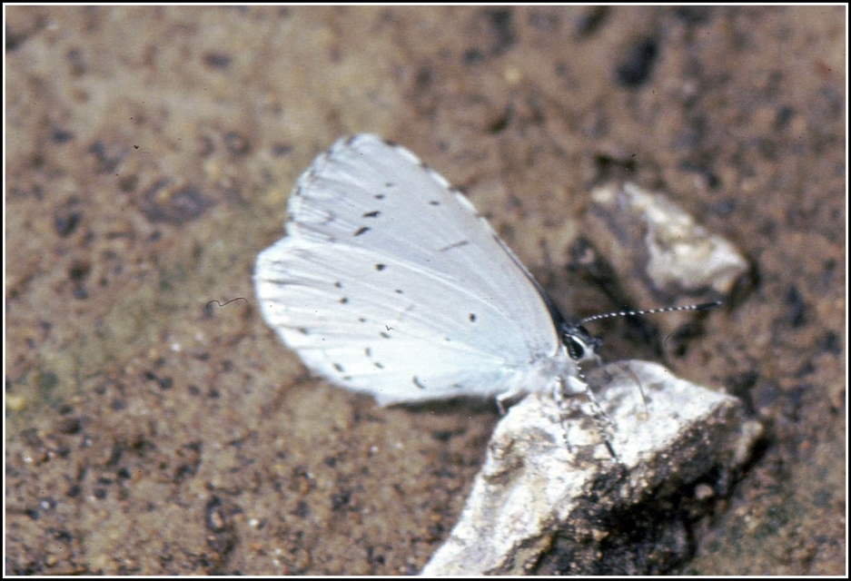Celastrina argiolus - bengeboglárka