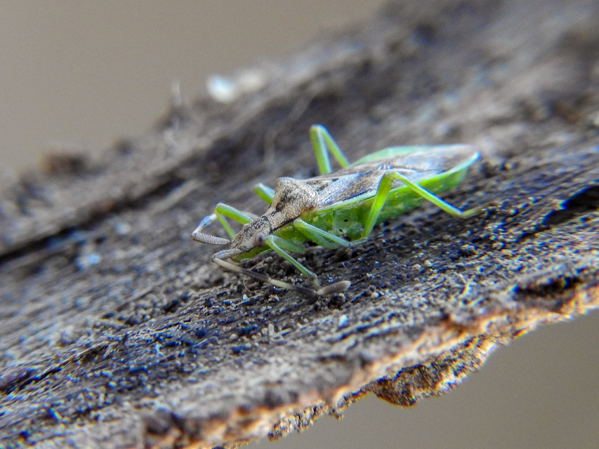 Gonocerus juniperi - boróka-karimáspoloska