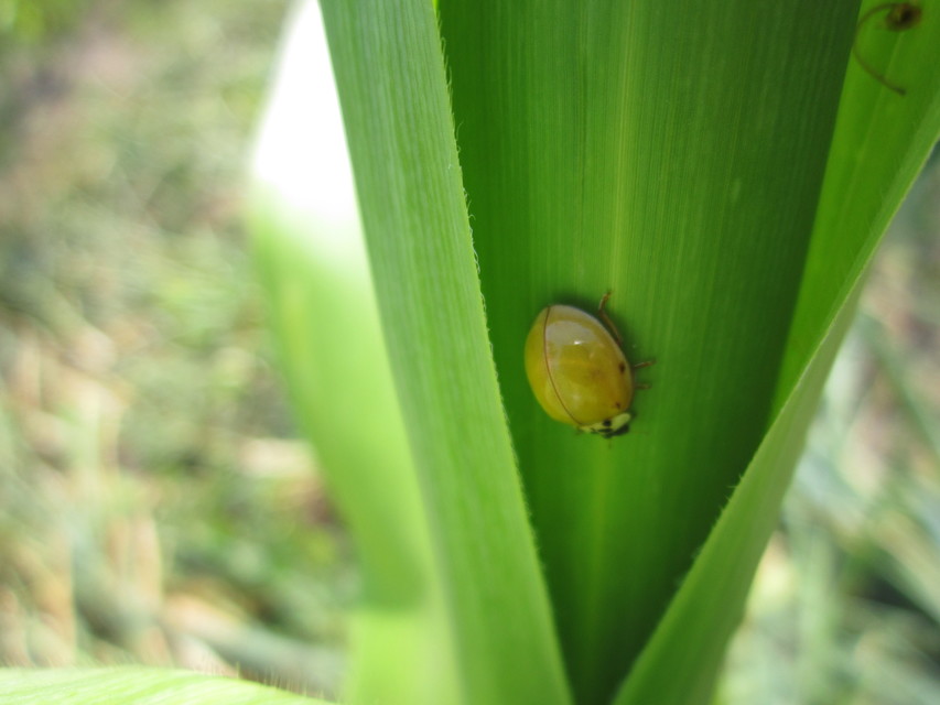 Harmonia axyridis - harlekinkatica