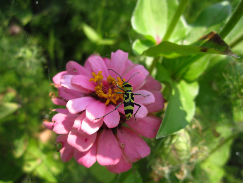 Chlorophorus varius - díszes darázscincér
