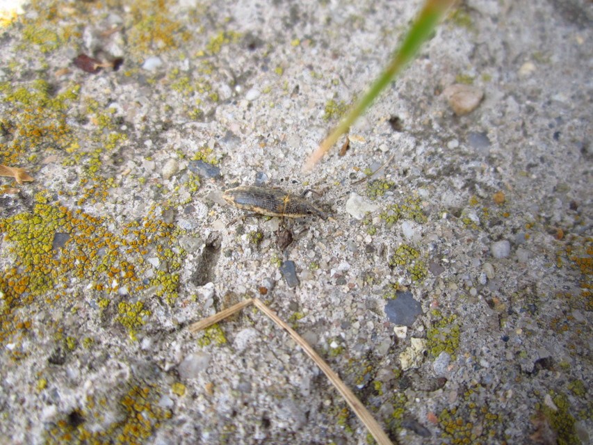 Lixus subtilis - disznóparéj-dudvabarkó