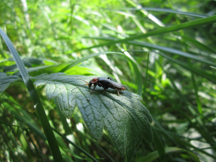Cantharis fusca - közönséges lágybogár