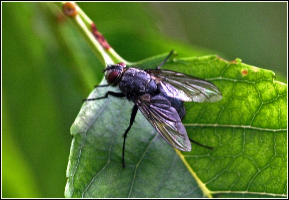 Calliphoridae - dongólegyek