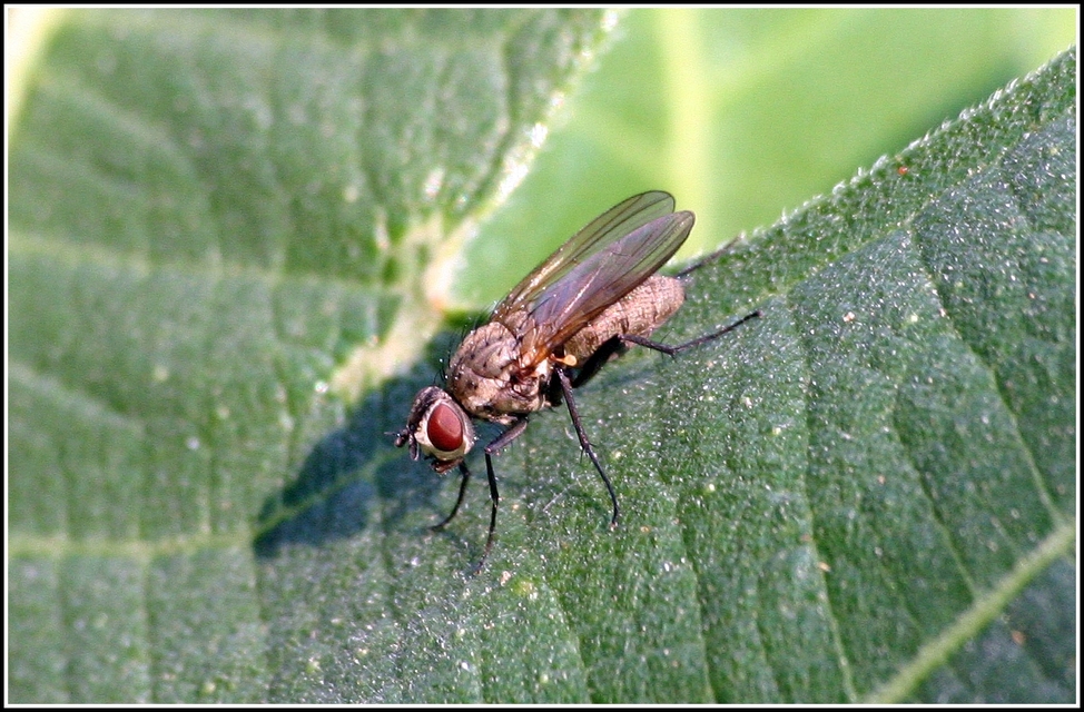 Anthomyiidae - viráglegyek