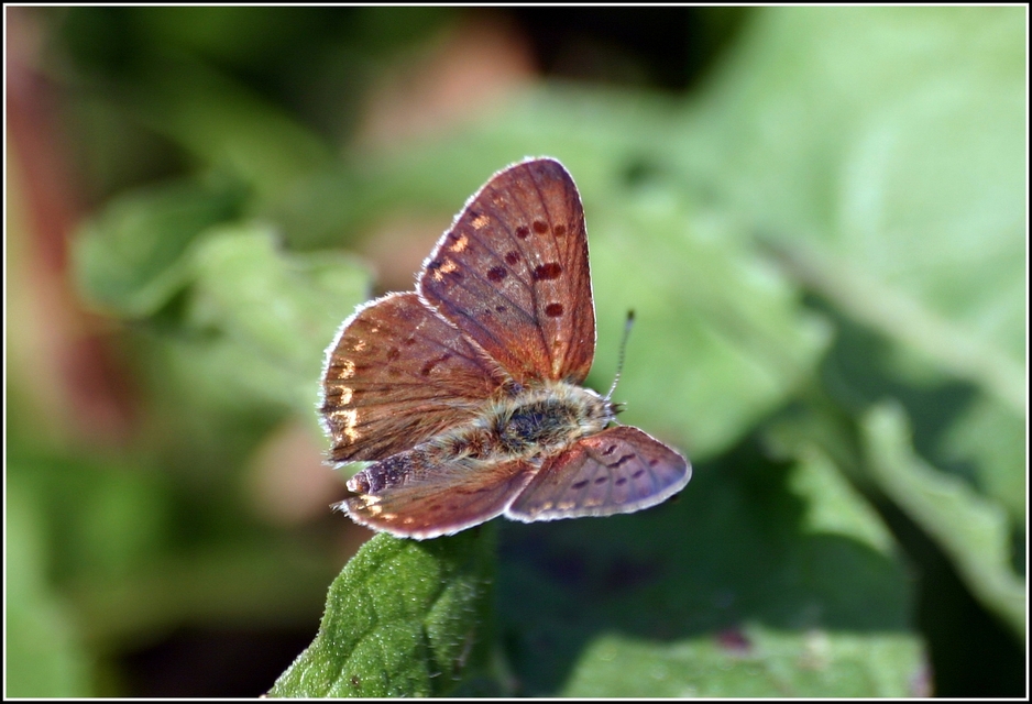 Lycaena tityrus - barna tűzlepke